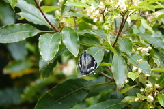 Delias harpalyce