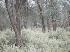 Ptilotula penicillata