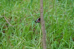 Delias harpalyce