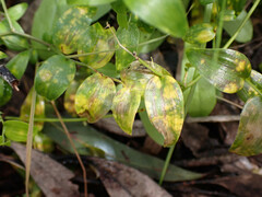 Puccinia myrsiphylli