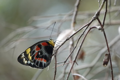 Delias harpalyce
