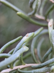 Protaplonyx sarcobati