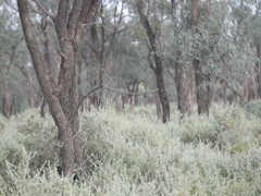 Ptilotula penicillata