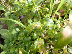 Puccinia myrsiphylli