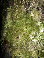 Dicranoloma menziesii