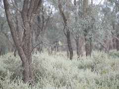 Ptilotula penicillata