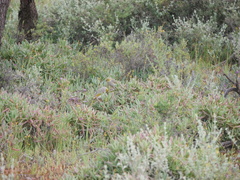 Ptilotula penicillata