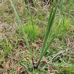 Gladiolus undulatus