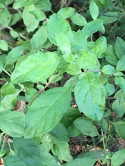 Prostanthera melissifolia