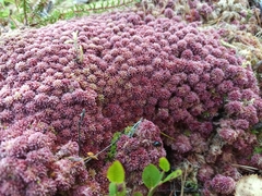 Sphagnum capillifolium