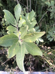 Salix cinerea