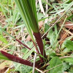 Gladiolus undulatus