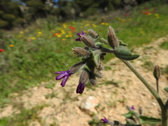Anchusa hybrida