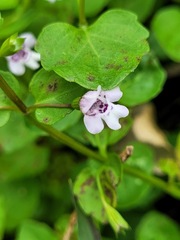Clinopodium brownei