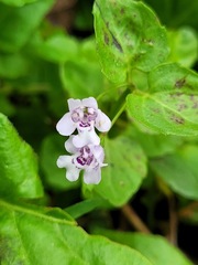 Clinopodium brownei