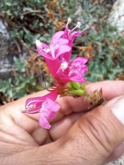 Penstemon newberryi