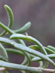 Protaplonyx sarcobati