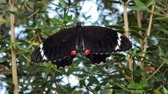 Papilio aegeus