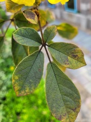 Handroanthus chrysotrichus