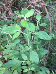 Prostanthera melissifolia