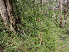 Prostanthera behriana