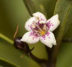 Myoporum insulare