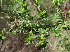 Prostanthera behriana