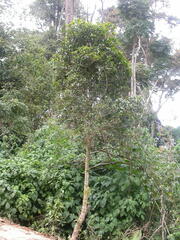 Peddiea polyantha