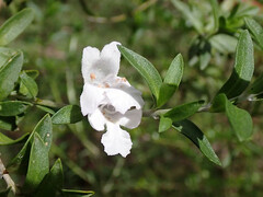 Prostanthera behriana