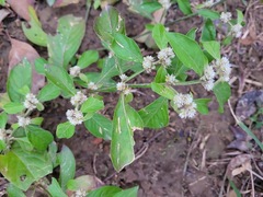 Alternanthera