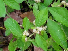 Alternanthera