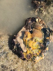 Isognomon perna