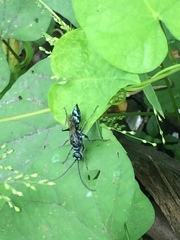 Trirogma caerulea