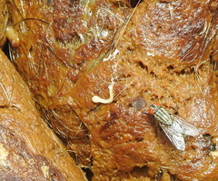 Cestoda