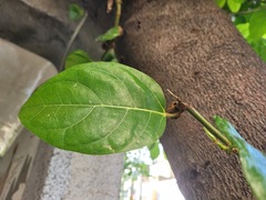 Ficus