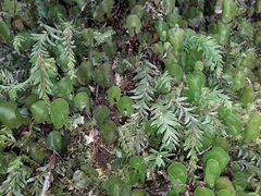 Tmesipteris tannensis