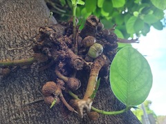 Ficus