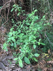 Prostanthera melissifolia