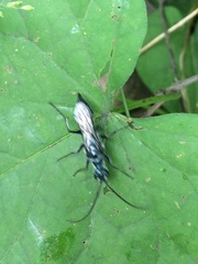 Trirogma caerulea
