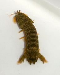 Pseudosquilla ciliata