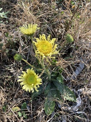 Berkheya radula
