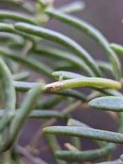 Protaplonyx sarcobati