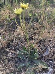 Berkheya radula