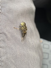 Eristalinus