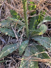 Berkheya radula