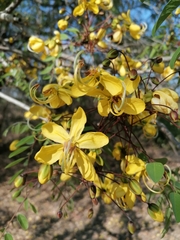 Cassia abbreviata