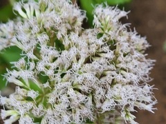 Eupatorium formosanum