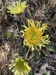 Berkheya radula