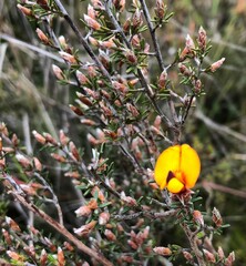 Pultenaea laxiflora
