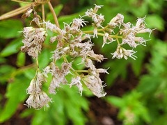 Eupatorium formosanum